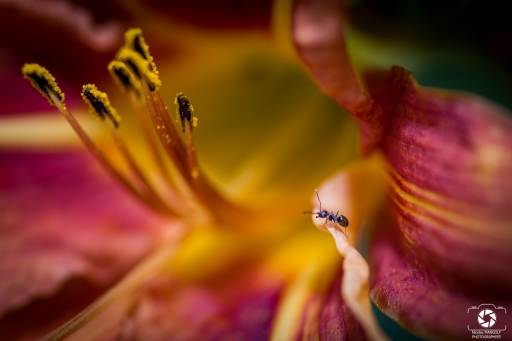 2020-06-05 nicolas03 
nicolas03 Macro et proxiphotographie nature
