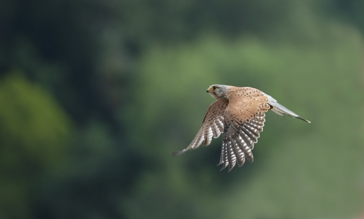 2022-01-13 dedales
dedales [Faune sauvage]
