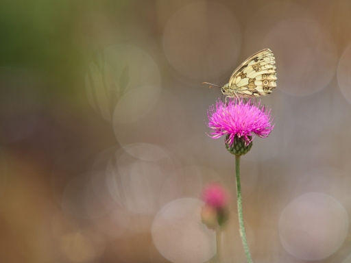 2020-09-11 Dan2
Dan2  [Macro et proxiphotographie nature]
