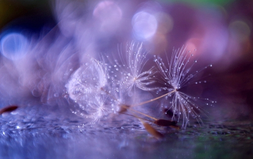 2021-01-07 yuma
yuma [Macro et proxiphotographie nature]
