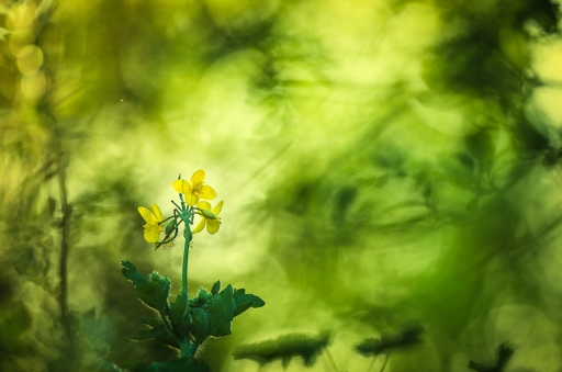 2021-04-09 olilignan
olilignan [Flore et Botanique]
