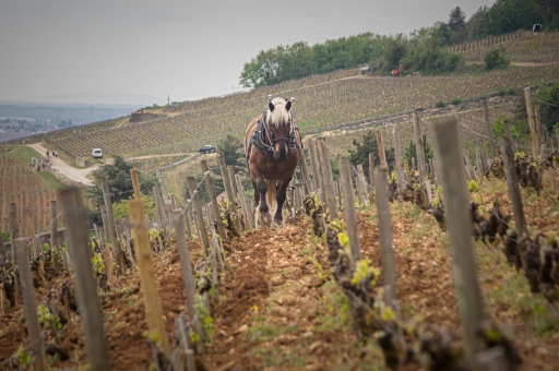 2021-05-06 Opus21
Opus21 [Paysages et éléments naturels]
