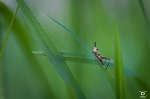 2021-05-20 nicolas03
nicolas03 [Macro et proxiphotographie nature]
