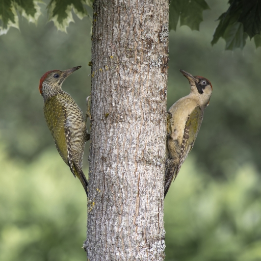 2021-07-02 deche
deche [Faune sauvage]
