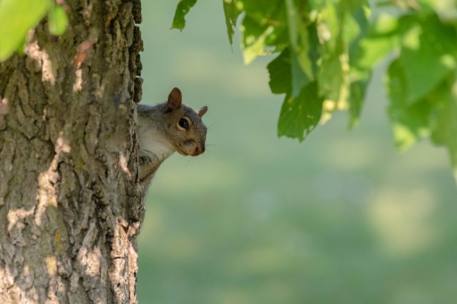 2021-08-04
K1ribou [Faune sauvage]
