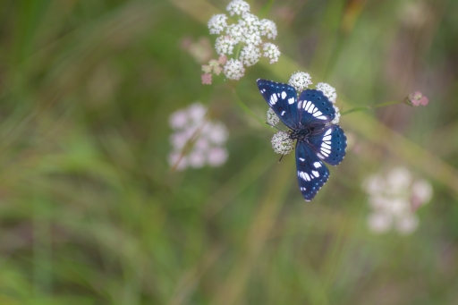 2021-08-19 Opus21
Opus21 [Macro et proxiphotographie nature]
