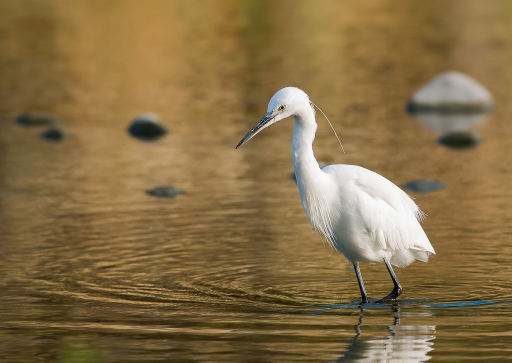 2015-09-06 / phoenix1366
phoenix1366    Faune sauvage
