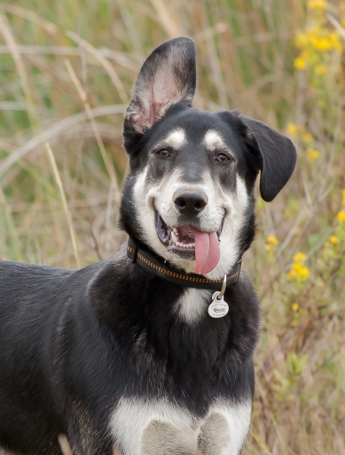 2015-10-05 phoenix1366
phoenix1366 / [Animaux domestiques ou captifs]
