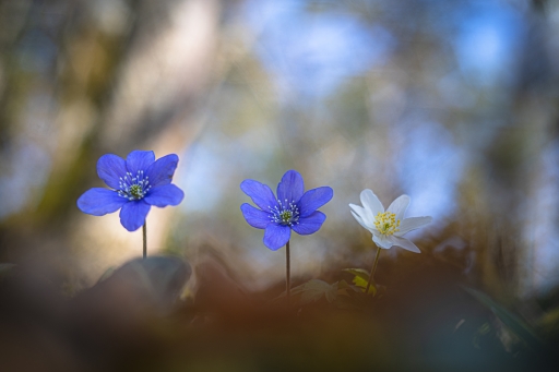 2022-03-31 Opus21
Opus21 Le Printemps éveil de la nature
