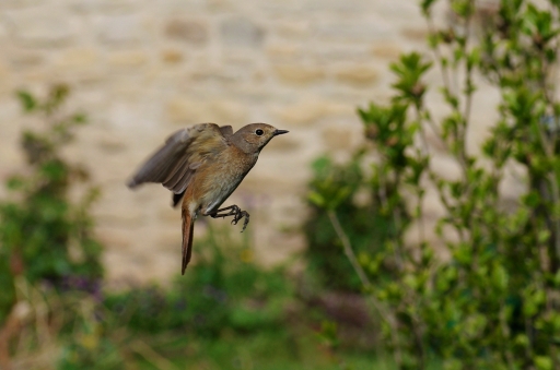 2022-05-12 Mitoufle
Mitoufle [Faune sauvage]
