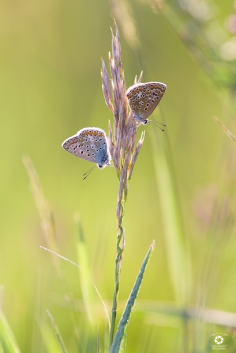 2022-06-30 nicolas03
nicolas03 [Macro et proxiphotographie nature]
