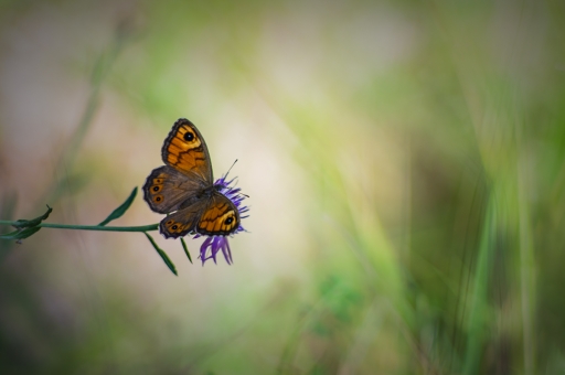 2022-08-01 Opus21
Opus21 [Macro et proxiphotographie nature]
