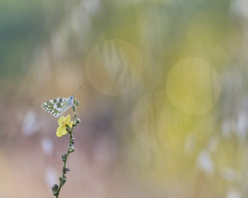 2022-08-25 Olilignan
Olilignan [Macro et proxiphotographie nature]
