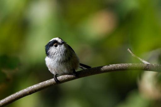 2022-09-29
charlysouho  [Faune sauvage]
