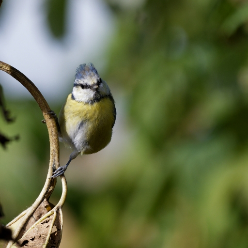 2022-10-06  charlysouho
charlysouho [Faune sauvage]
