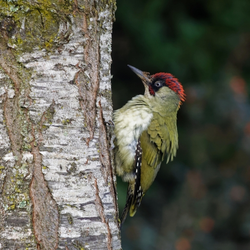 2022-10-27  charlysouho
charlysouho [Faune sauvage]

