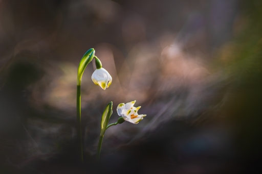 2023-03-09 Opus21
Opus21 [Macro et proxiphotographie nature]
