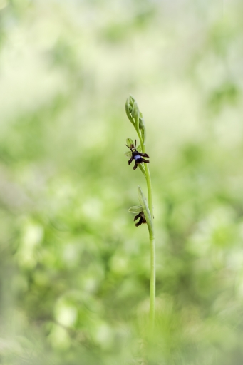 2023-05-05 Opus21 
Opus21 [Flore et Botanique]
