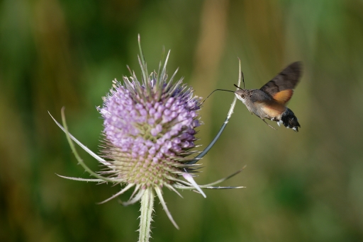 2023-07-20 charlysouho
charlysouho [Macro et proxiphotographie nature]
