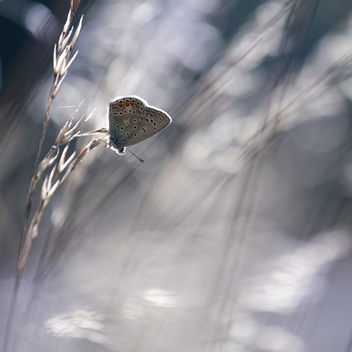 2023-08-17  charlysouho 
charlysouho  [Macro et proxiphotographie nature]

