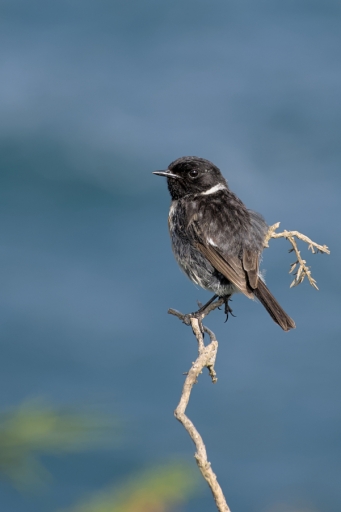 2023-08-30 LeBernard
LeBernard [Faune sauvage]
