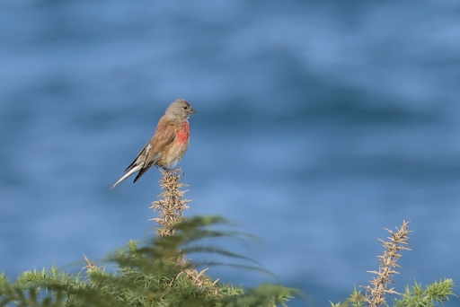 2023-09-14 LeBernard
LeBernard [Faune sauvage]
