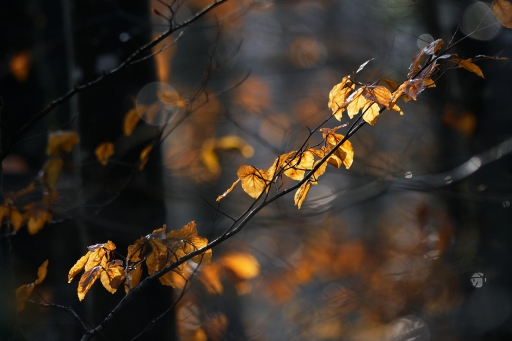 2023-12-14 charlysouho
charlysouho [Flore et Botanique]
