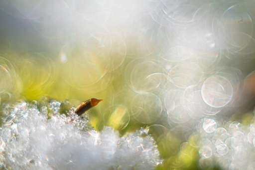 2024-02-01 Opus21
Opus21 [Macro et proxiphotographie nature]
