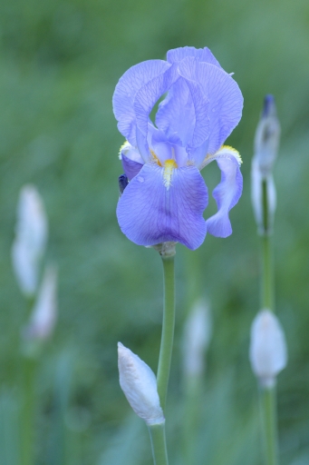 2024-04-19 Kape
Kape  [Flore et Botanique]
