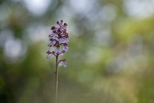 2024-05-16 charlysouho
charlysouho [Flore et Botanique]

