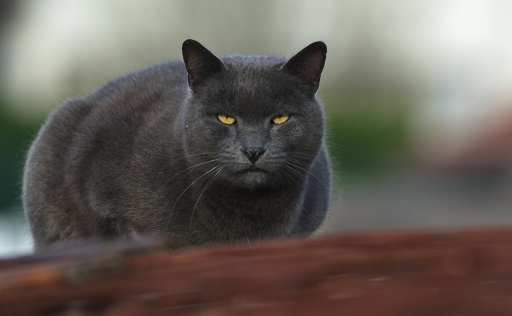 2017-05-12  greg18500
greg18500  Animaux domestiques ou captifs
