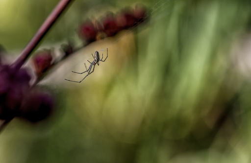 2017-09-22 TOFTOF
TOFTOF   Macro et proxiphotographie nature
