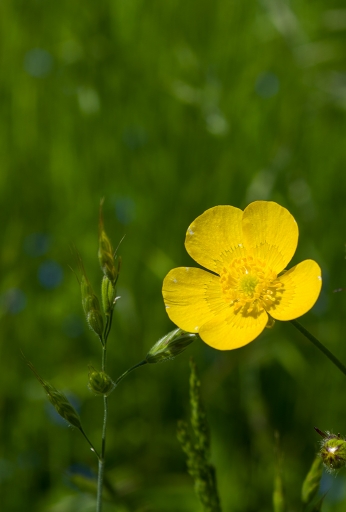 2013-06-02 / Mathieu
Mathieu  [ Fleurs ]
