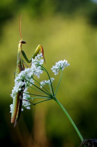 2018-09-07 papy57
papy57  [Macro et proxiphotographie nature]
