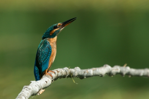 2019-08-08 degun13113
degun13113 Faune sauvage]
