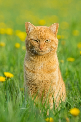 2020-04-30 ASM
ASM [Animaux domestiques ou captifs]
