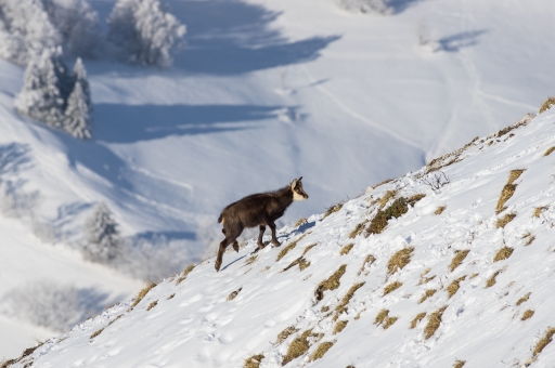 2021-02-18 ASM
ASM [Faune sauvage]
