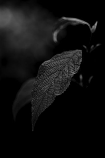 2021-10-14 TOFTOF
TOFTOF [Flore et Botanique]
