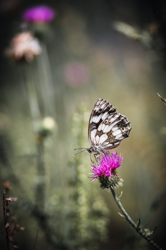 2021-12-31 SerDeber
SerDeber [Macro et proxiphotographie nature]
