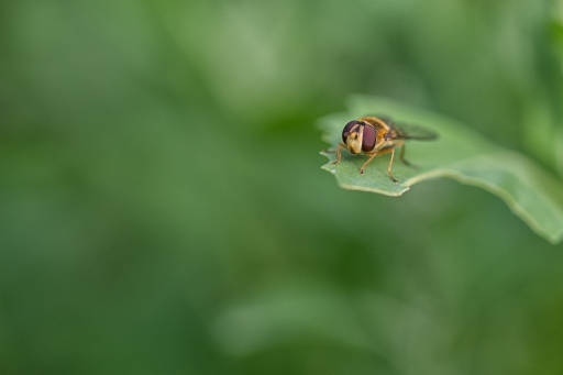 2022-06-02 TOFTOF
TOFTOF [Macro et proxiphotographie nature]
