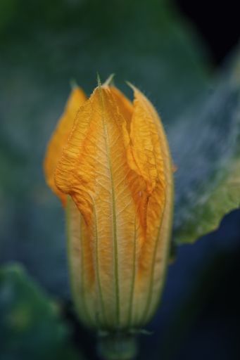 2023-08-31 TOFTOF 
TOFTOF  [Flore et Botanique]
