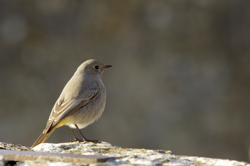 2015-12-14 / david81
david81 [Faune sauvage] 
