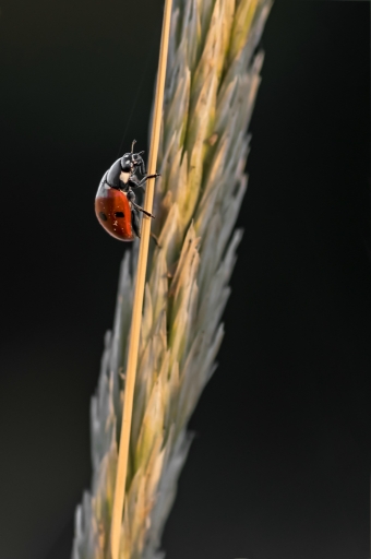 2015-07-08 / Kobaia
Kobaia [ Macro et proxi-photo ]
