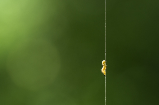 2017-05-19 LeBernard
LeBernard  Macro et proxiphotographie nature
