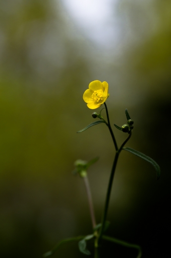2016-05-16 LeBernard
LeBernard [Flore et Botanique]
