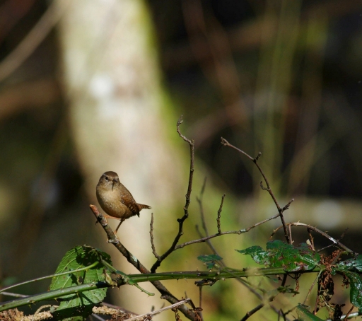 2022-03-09 papy57
papy57 [Faune sauvage]
