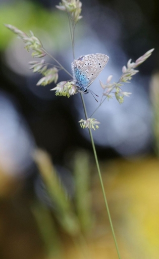 2022-05-26 papy57
papy57 [Macro et proxiphotographie nature]
