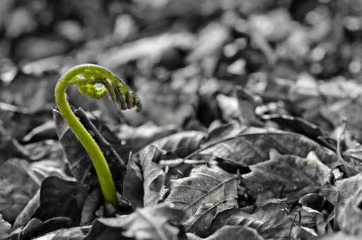 2015-05-11 / FreD69
FreD69 [ Noir et Blanc, Sepia et desaturation partielle ]
