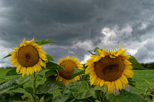 2019-08-23 Hermes
Hermes [Flore et Botanique]
