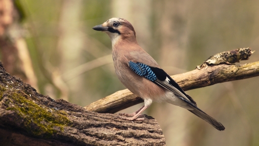 2023-04-20 papy57
papy57 [Faune sauvage]
